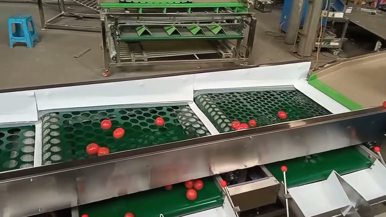 Tomato sorting machine, hole belt sorting