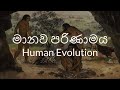 Human Evolution (මානව පරිණාමය)