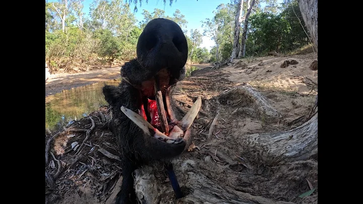 TROPHY BOAR SHOT AT BAIL | Cape York brawler succumbs to the rat pack