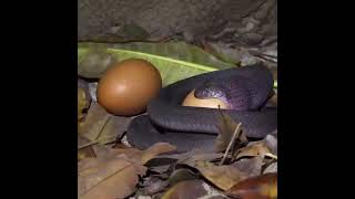 An African dasypeltis medici snake swallows an egg bigger than its head