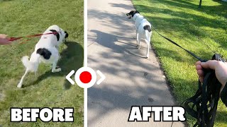 10 Tips to IMMEDIATELY Improve Pulling on Leash