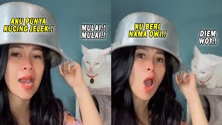 Semakin Galak Semakin Gemesin! Kucing Owi Ini Selalu Marah Ketika Dibilang Jelek Sama Majikannya