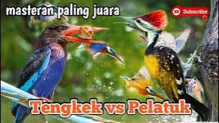 suara tengkek udang dan pelatuk bawang || masteran cucak ijo || murai batu || kacer