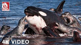 WILD ALASKAN SEA | Who Rules the Most Extreme Kingdom on Earth? | Nature Animal Documentary screenshot 2