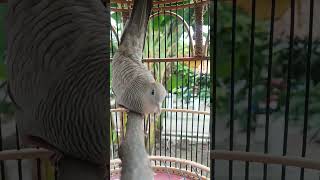 Perkutut Silver Koar Koar perkututsilver perkututgacor