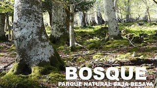 Parque Natural Saja Besaya. Barcena MayorBosqueRio QueriendoCabañaErmita Carmen #senderismo