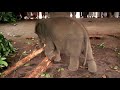 Unchain the Elephant: Reframe Your Thinking to Unleash Your Potential