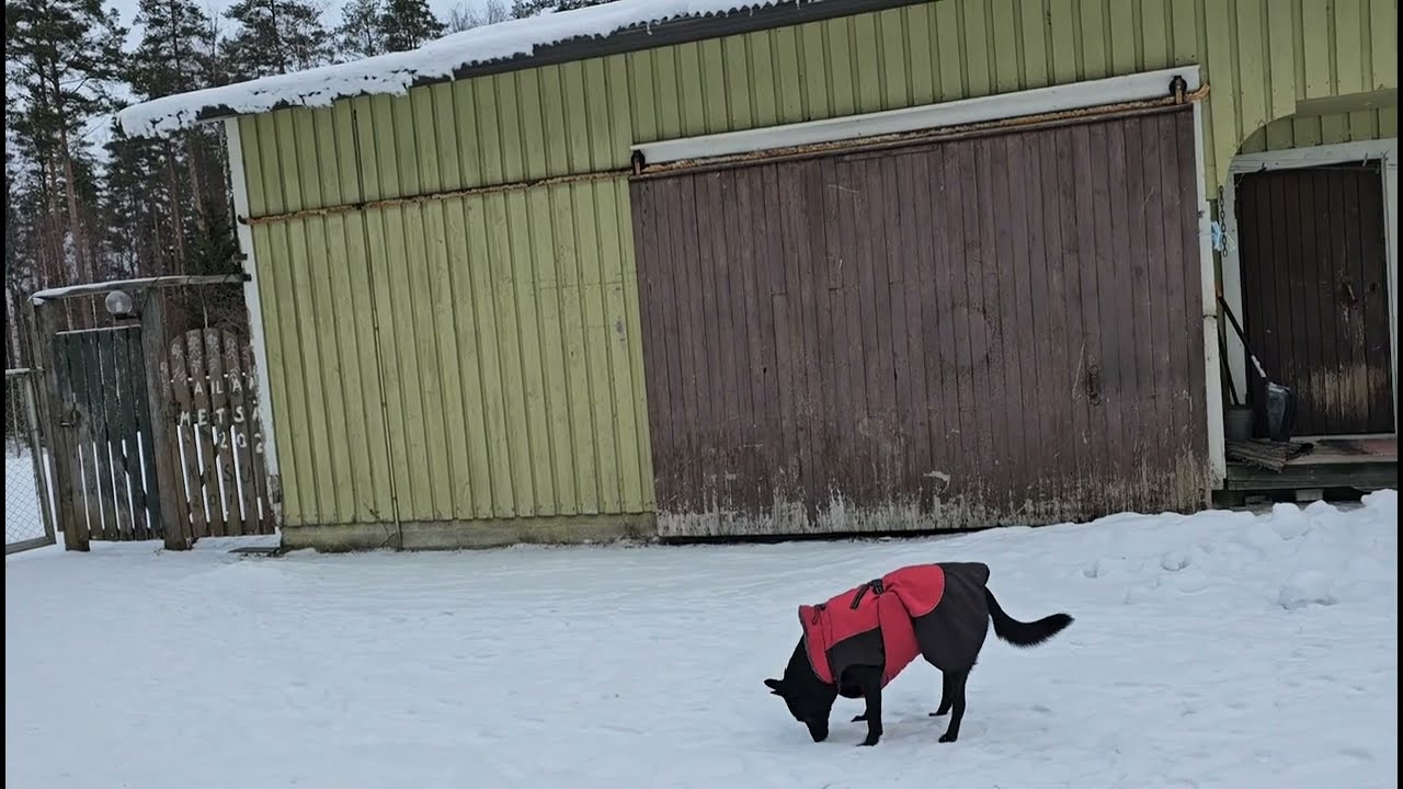 Suorat sanat! Home truth!