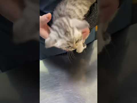 Video: Perché Claw Care mantiene i gatti felici