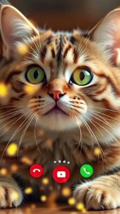 #ringtone #nadaderingtelepon #ringtones#cat #cute #funny #smartphone #music#bgm #calling