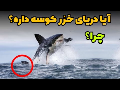 آیا کوسه می تواند در دریای مازندران خزر زندگی کند بیش از 850 گونه جانوری در دريا خزر