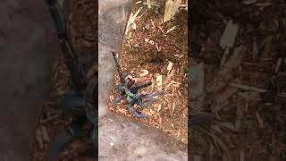 Aggressive Cobalt Blue Tarantula