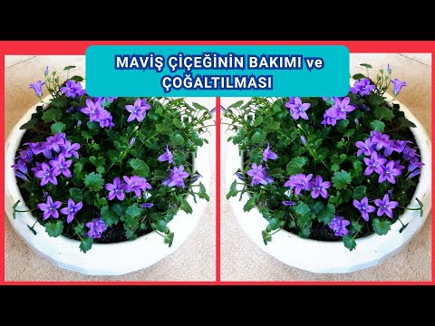 Maviş Çiçeği. Campanulada. Çan Çiçeği. Maviş Çiçeğinin Bakımı ve Çoğaltılması. Flowers