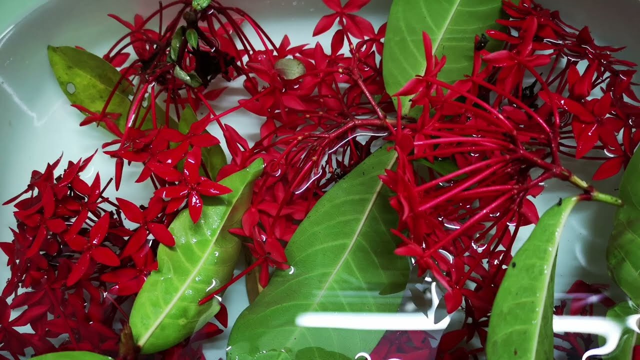 GodPlanted.com | Ixora (Ixora coccinea) & Hibiscus Extract / Beverage | Still Photos