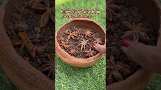 Successfully Grow Star Anise Plant From Scratch At Home రయనపవవ