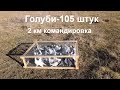 26.11.18. Завёз голубей 105 штук (тренировка) The training pigeons brought 105 pieces for 2km.