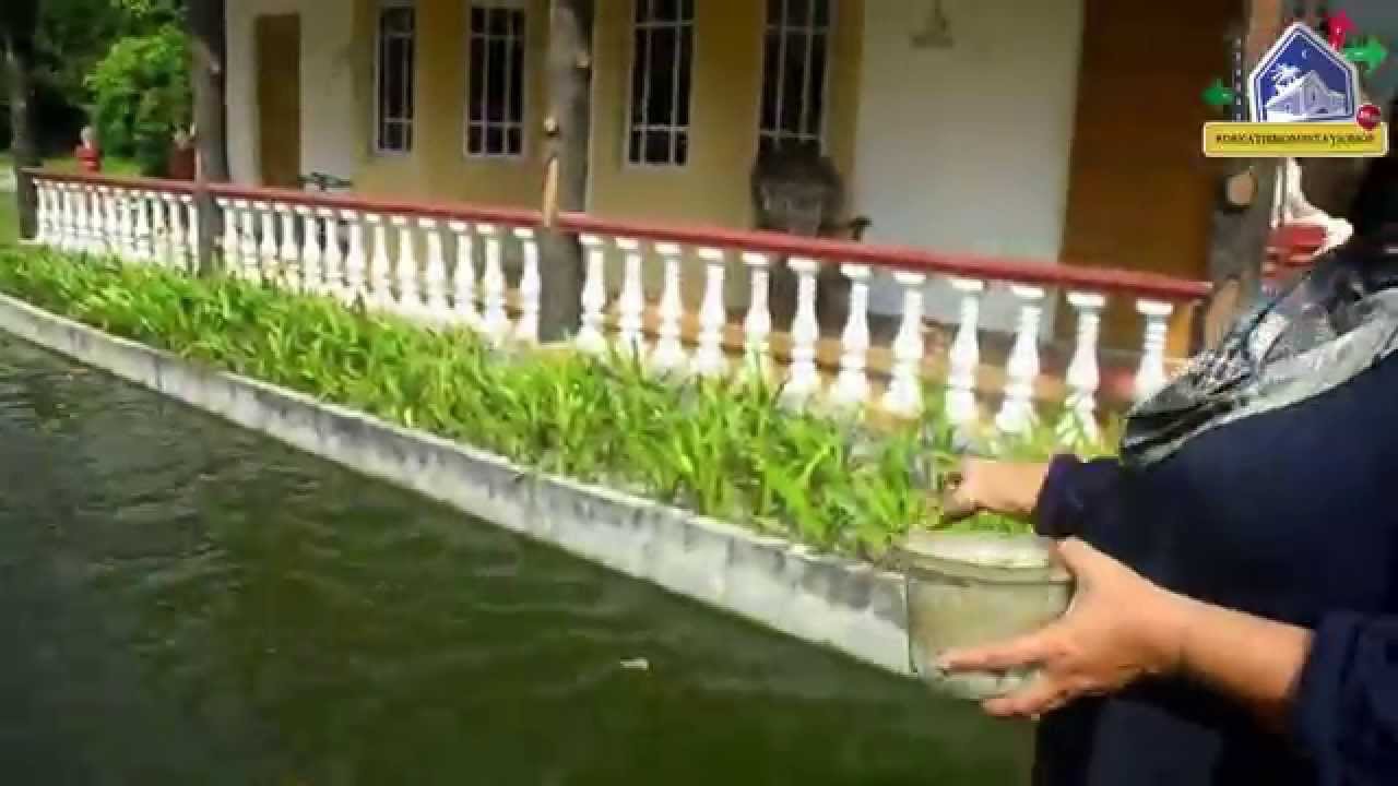 Homestay Kg Sinaran Baru Youtube