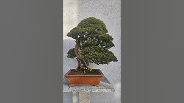 Cleaning a Juniper🧼 #bonsai #fyp #howto #diy #brush #live #vein #sand #clean #algae #deadwood
