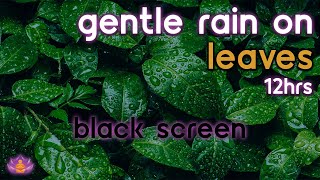 [Black Screen] Gentle Rain on Leaves No Thunder | Rain Ambience | Rain Sounds for Sleeping