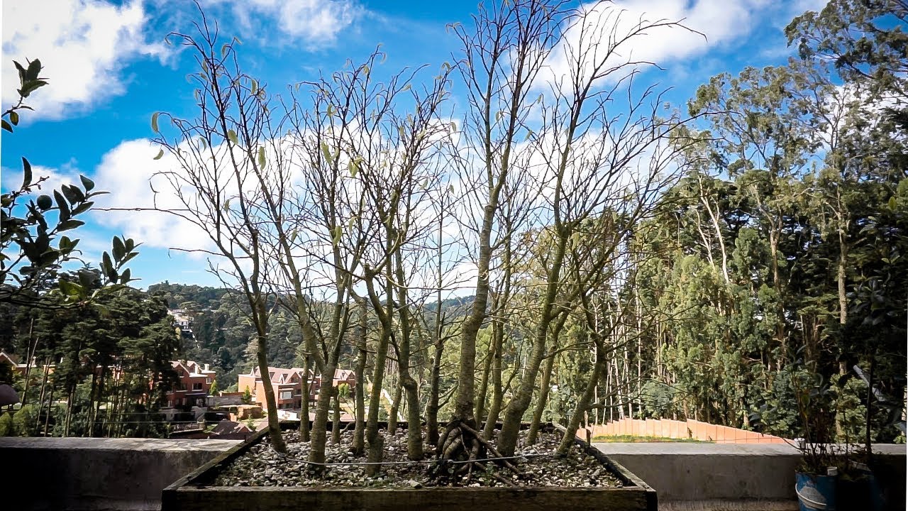 El Bosque de Ficus se ENFERMA! - Causas y Tratamiento