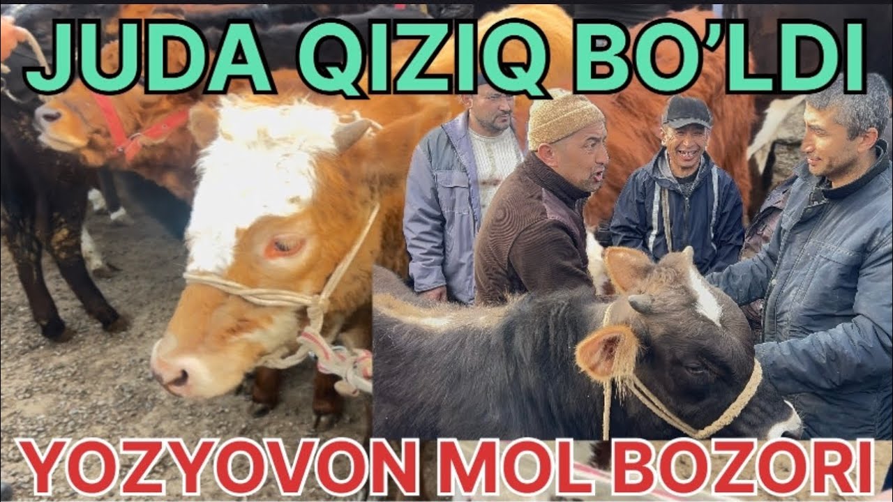 YOZYOVON MOL BOZORI ❤️👍😱@boydada_uz OBUNA BO’LISHNI UNUTMANG 
