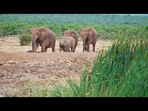  Video  Gajah  sedang joget TikTok yang lucu dan Unik animasi  