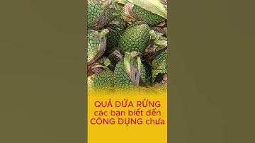 Quả dứa rừng bạn đã biết công dụng của nó chưa P2 #songkhoe #baithuochay #thuốcnam