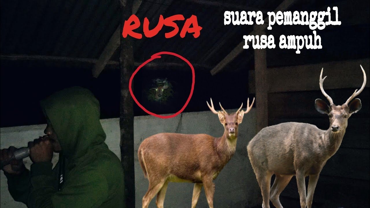 SUARA PANGGIL RUSA DI ALAM LIAR, aceh sumatera #berburu #rusa #kijang #kebunanugerah