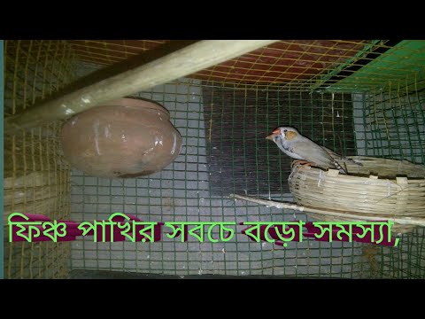 জেব্রা ফিঞ্চ পাখী নেস্টিং মেটিরিয়াল ফেলে দেয় কেনো? এর সমাধান কি?Bird Breeding Apu,