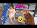 Cats fighting and meowing  these two are bloody brothers  viral cat