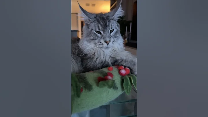 Watch the video about MAINE COON big CAT 👑 #mainecoon #cat #catlover #cute #kitten #funnyshorts #fun #funny #funnycats