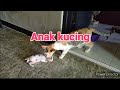 Anak kucing di ajak tidur.