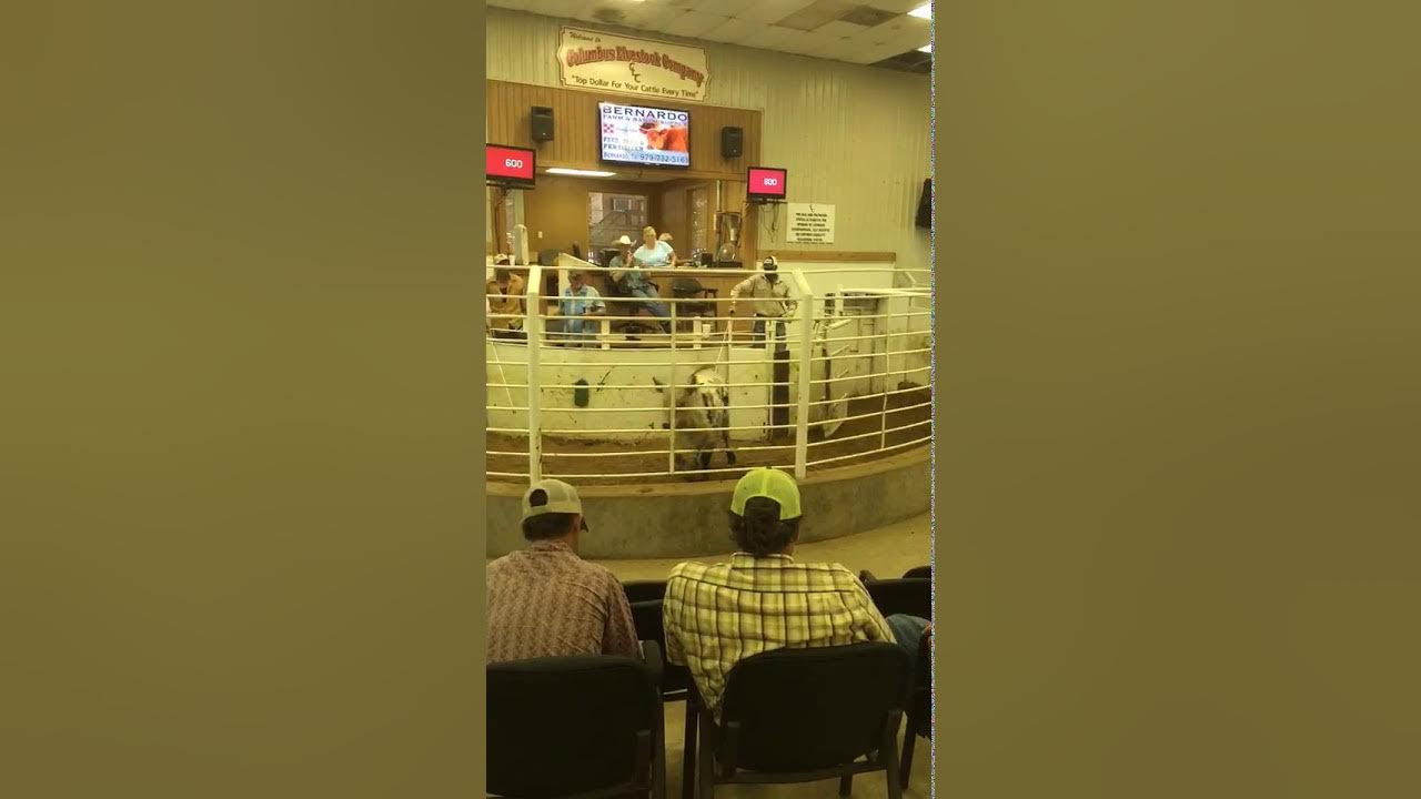 Texas Cattle Auctioneer YouTube