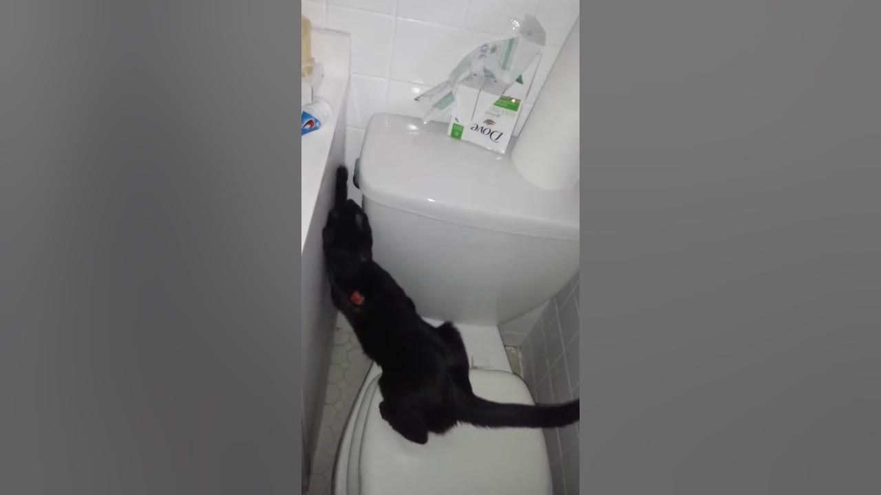 Cat flushing the toilet. She likes to hear the sound YouTube