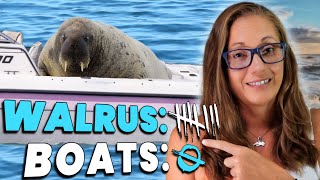 Let's Talk About Freya the Walrus (UPDATE in the Descriptions)