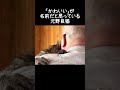「かわいい」が名前だと思っている猫【元野良猫ピースケ】 #shorts #初老夫婦とねこ #元野良猫 #ピースケ