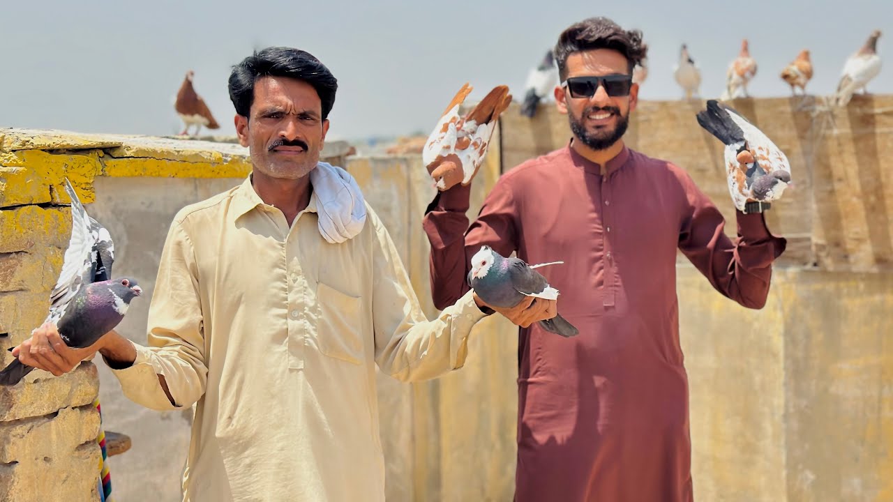 2 lakh kay kabutar lay nay agye 😳😮 || pets vlogs ||