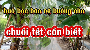 Bao bọc bảo vệ buồng cho chuối tết cần biết