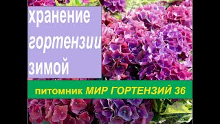 картинка: Зимовка крупнолистной гортензии (подготовка и  хранение)