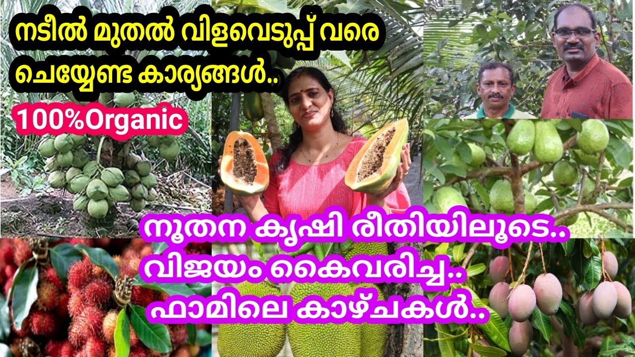 ഈ ഫാമിൽ ചെയ്യുന്നത് പോല ചെയ്താൽ നമ്മുടെ ഫലവൃക്ഷങ്ങളും പെട്ടെന്നു വളരും പൂക്കും,കായ്ക്കും.100%Organic