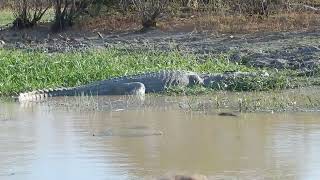 Huge Crocodile hiding near waterbirds in tropical northern Australia