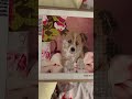 Diamond Painting- Puppy