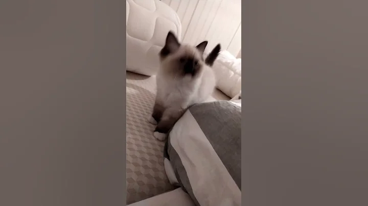 Watch the video about How to play fight a 12 week old kitten 😻 cute funny cat, cutest most adorable on Earth 😻 #shorts