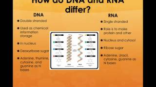 Human Genetics DNA and RNA.mp4