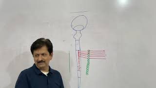 16.PELVIS LEC# 16 I| Autonomic Nerves of Pelvis & Abdomen-Part 2 ||