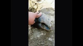 Khure banate Hue Kamal ustadi Giri