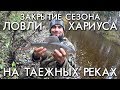 ЗАКРЫТИЕ СЕЗОНА ЛОВЛИ ХАРИУСА НА ТАЕЖНЫХ РЕКАХ