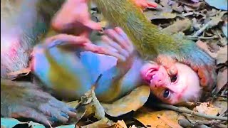 OHmygod!..Help poor monkey ..| You never seen | Nice footage bb monkey | Adorable monkey cryiing.