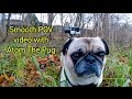 How To Get SMOOTH POV Video on a Dog! GoPro Tip #583