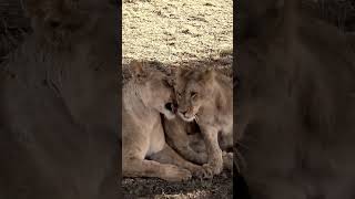 Lioness and Cubs Morning Care